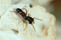 Une femelle (Araneae - Salticidae - Leptorchestes berolinensis)